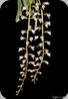 Schoenorchis secundiflora